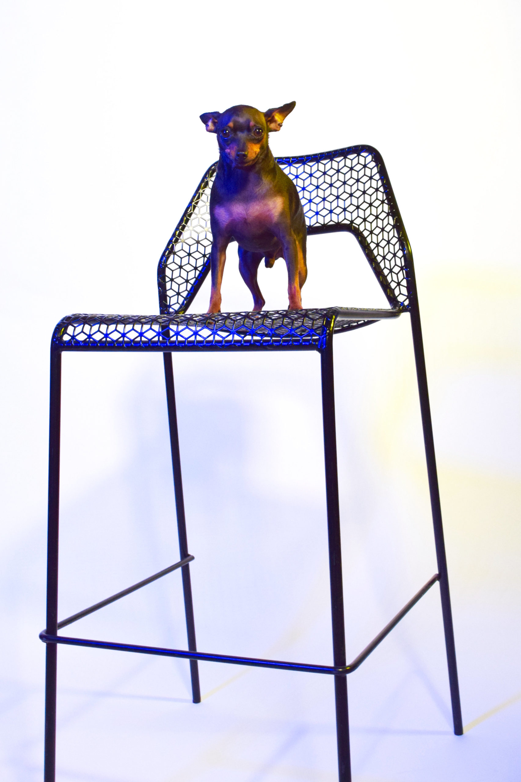 MGS Photoshoots White Seamless Backdrop Small Dog on Chair
